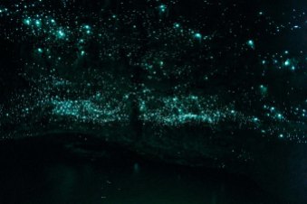 Spellbound Glowworms at end of cave